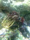 [TodoMarino.com] Identificacion de macroalgas
