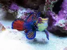 [TodoMarino.com] Cuales son Sus Peces marinos Favoritos
