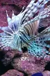[TodoMarino.com] ¿Tu pez favorito del acuario?