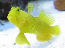 [TodoMarino.com] Cryptocentrus cinctus y alpheus randalli