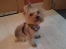 [TodoMarino.com] Los más perros de TodoMarino...