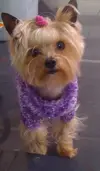 [TodoMarino.com] Los más perros de TodoMarino...