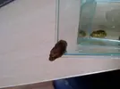 [TodoMarino.com] que son estos 2 caracoles,buenos o malo