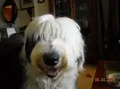 [TodoMarino.com] Los más perros de TodoMarino...