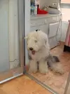 [TodoMarino.com] Los más perros de TodoMarino...
