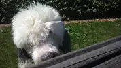 [TodoMarino.com] Los más perros de TodoMarino...