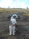 [TodoMarino.com] Los más perros de TodoMarino...