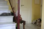 [TodoMarino.com] Los más perros de TodoMarino...