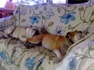 [TodoMarino.com] Los más perros de TodoMarino...