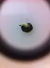 [TodoMarino.com] Ha aparecido esto en mi acuario!