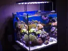 [TodoMarino.com] Poner aquí la foto de vuestro acuario...