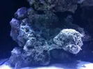 [TodoMarino.com] Blenny reef 80L