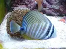 [TodoMarino.com] ¿Tu pez favorito del acuario?