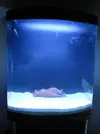 [TodoMarino.com] Mi primer marino 130 litros