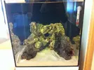 [TodoMarino.com] Blenny reef 80L