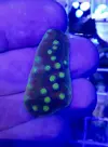 [TodoMarino.com] Vendo esquejes Acropora y sps. - Pontevedra