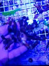 [TodoMarino.com] Vendo esquejes Acropora y sps. - Pontevedra