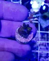 [TodoMarino.com] Vendo esquejes Acropora y sps. - Pontevedra