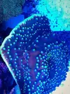 [TodoMarino.com] Vendo esquejes Acropora y sps. - Pontevedra