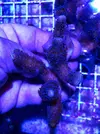 [TodoMarino.com] Vendo esquejes Acropora y sps. - Pontevedra