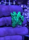[TodoMarino.com] Vendo esquejes Acropora y sps. - Pontevedra