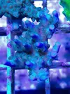[TodoMarino.com] Vendo esquejes Acropora y sps. - Pontevedra