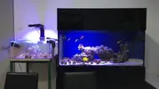 [TodoMarino.com] Vela's reef proyect II