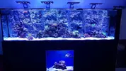 [TodoMarino.com] DEEP BLUE REEF