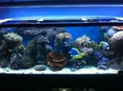 [TodoMarino.com] Vendo acuario +mesa+ sump - Algeciras