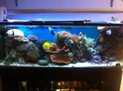 [TodoMarino.com] Vendo acuario +mesa+ sump - Algeciras