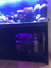 [TodoMarino.com] Vendo acuario +mesa+ sump - Algeciras