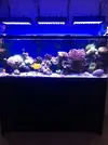 [TodoMarino.com] Vendo acuario +mesa+ sump - Algeciras
