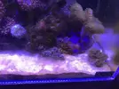 [TodoMarino.com] Problema grave en mi nuevo acuario ¿Diatomeas?