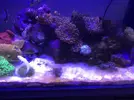 [TodoMarino.com] Problema grave en mi nuevo acuario ¿Diatomeas?