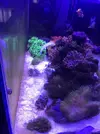 [TodoMarino.com] Problema grave en mi nuevo acuario ¿Diatomeas?
