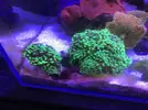 [TodoMarino.com] Problema en mi nuevo acuario ¿Diatomeas?