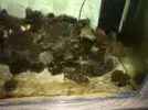 [TodoMarino.com] Problema en mi nuevo acuario ¿Diatomeas?