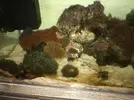 [TodoMarino.com] Problema en mi nuevo acuario ¿Diatomeas?