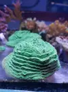 [TodoMarino.com] Especies coral