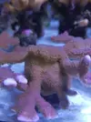 [TodoMarino.com] Especies coral