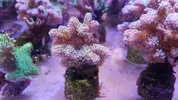 [TodoMarino.com] Especies coral