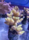 [TodoMarino.com] Especies coral
