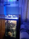 [TodoMarino.com] Mi primer acuario 200litros