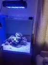 [TodoMarino.com] Mi primer acuario 200litros