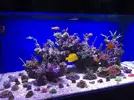 [TodoMarino.com] Vela's reef proyect II