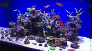 [TodoMarino.com] Vela's reef proyect II