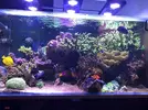 [TodoMarino.com] Vendo acuario 500 litros Mollet barcelona