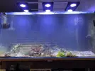 [TodoMarino.com] Vendo acuario 500 litros Mollet barcelona