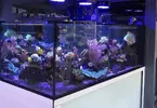 [TodoMarino.com] Vendo acuario 1000 l, mesa y sump - La Línea de la Concepción