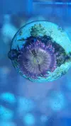[TodoMarino.com] Vendo pack zoas - Sevilla